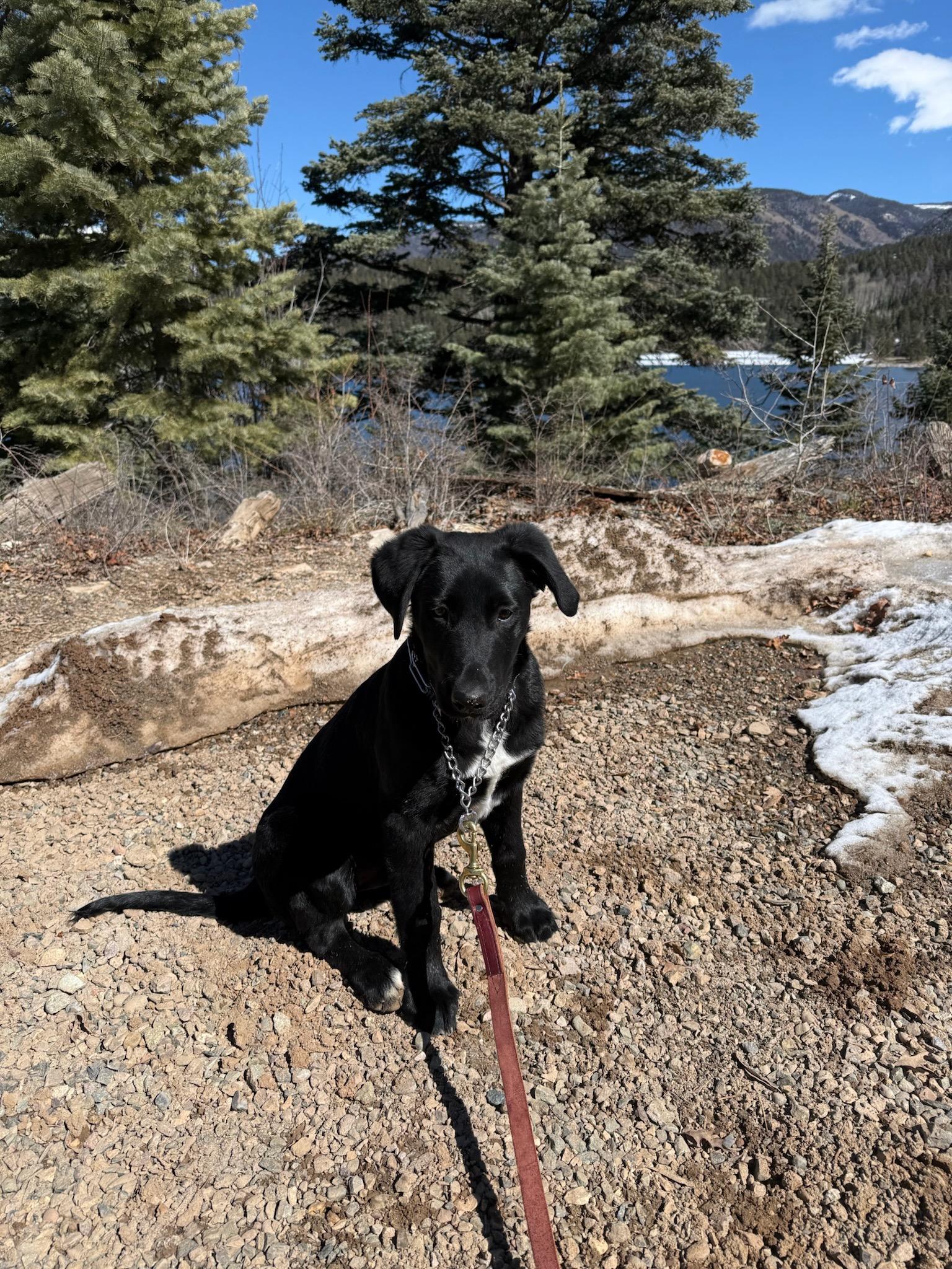 Enlarge Rico, an adopted mixed breed in Durango, CO image 3/6