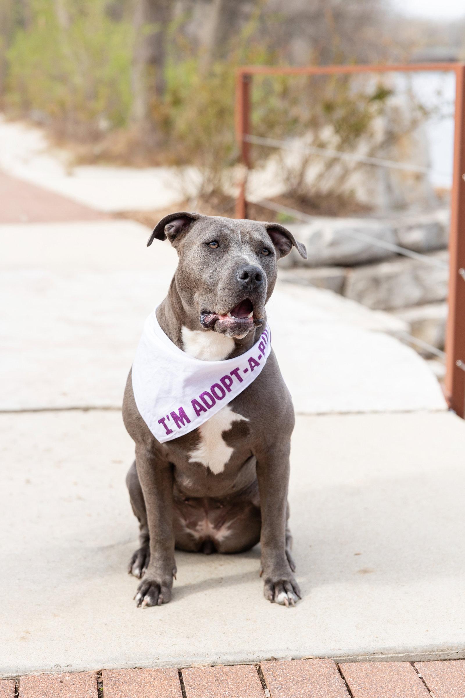 Enlarge Nerida, a Adoptable Pit Bull Terrier in Crete, IL image 2/3