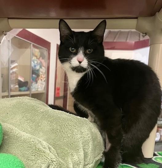 SWEET HEART, Adoptable, Young Female Domestic Short Hair.