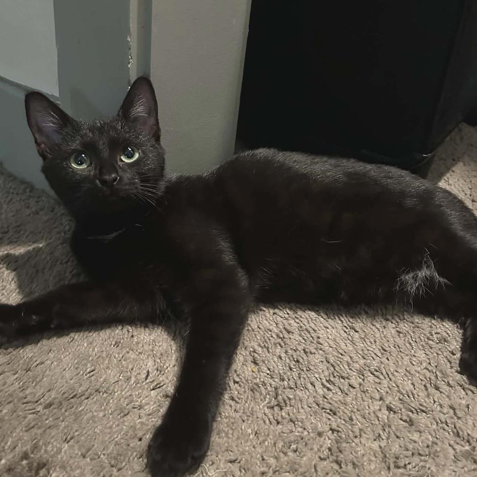 Enlarge Nova, a Adoptable Domestic Short Hair in Greenville, NC image 1/1