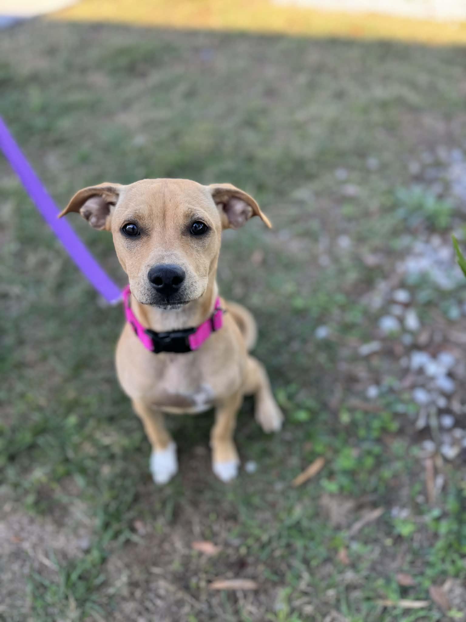 Enlarge Vanellope, a ADOPTABLE mixed breed in Myakka City, FL image 1/1