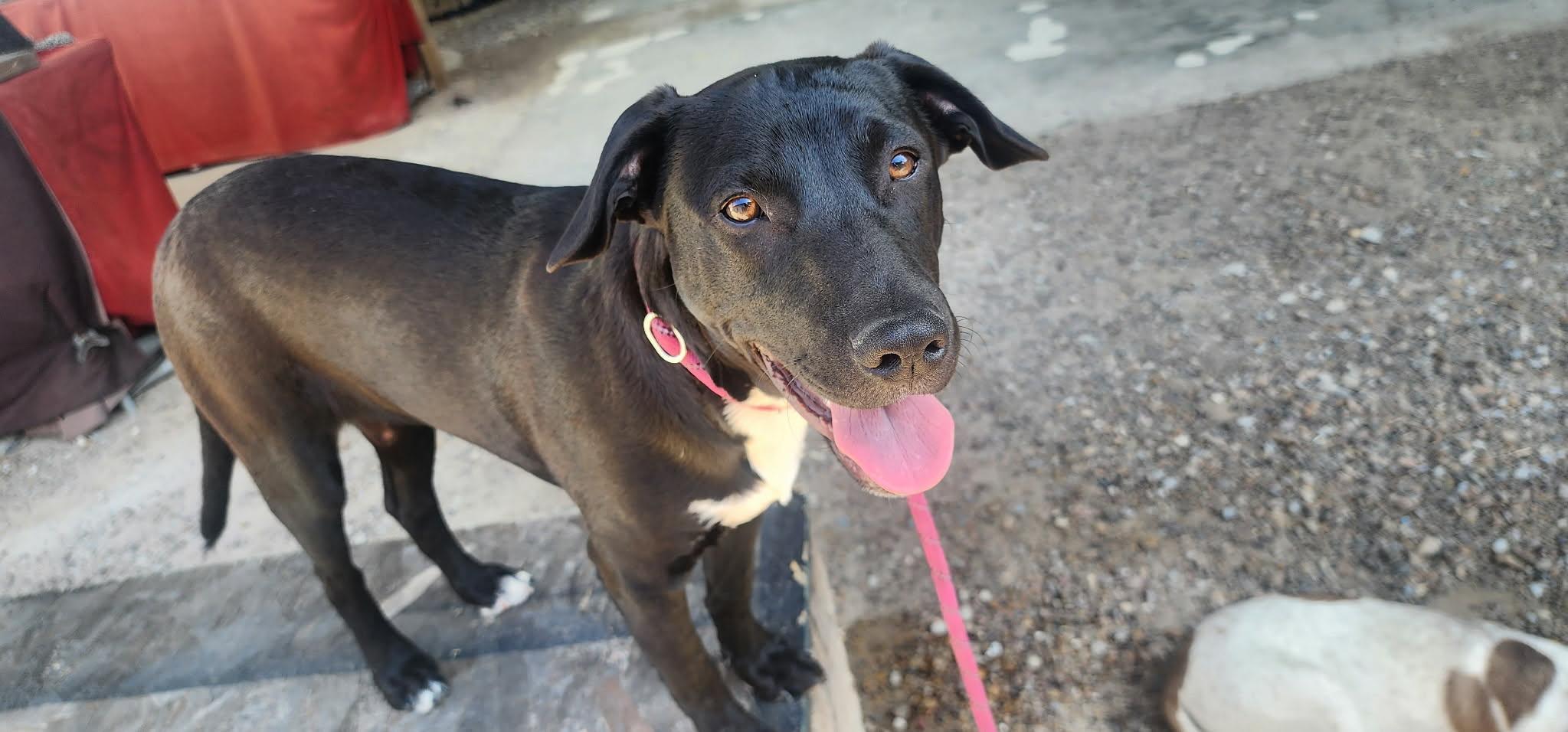 Oliver — thumbnail 2