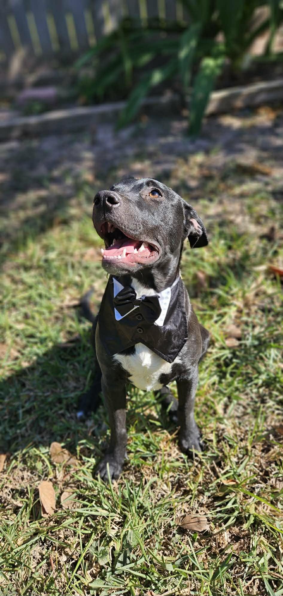 Oliver — thumbnail 5