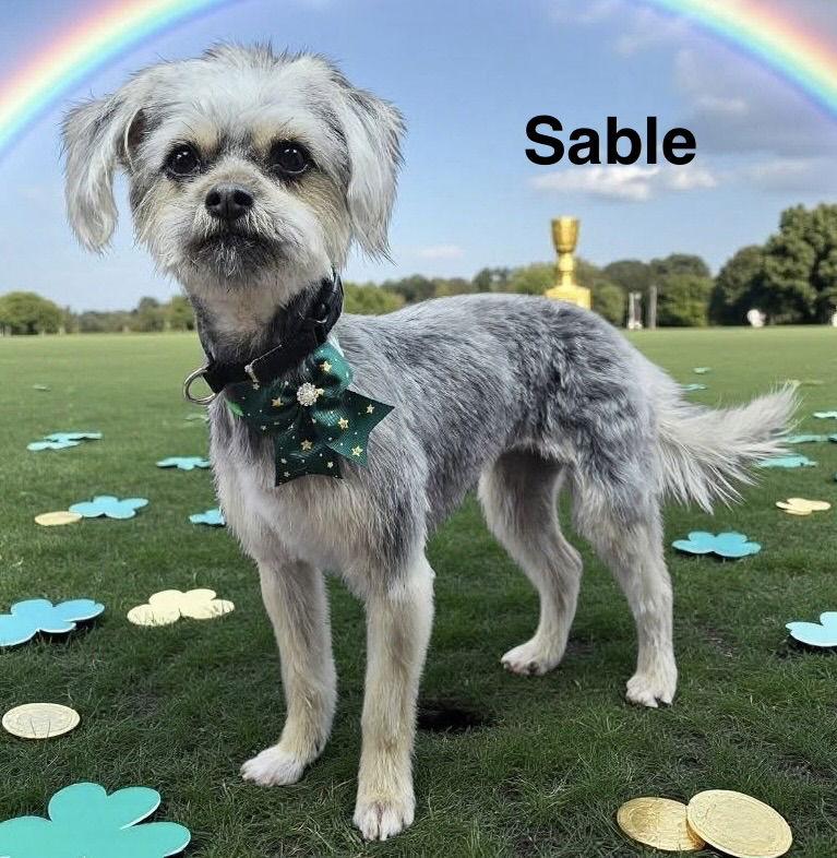 Enlarge Sable, a Adoptable Yorkshire Terrier in Colorado Springs, CO image 1/2