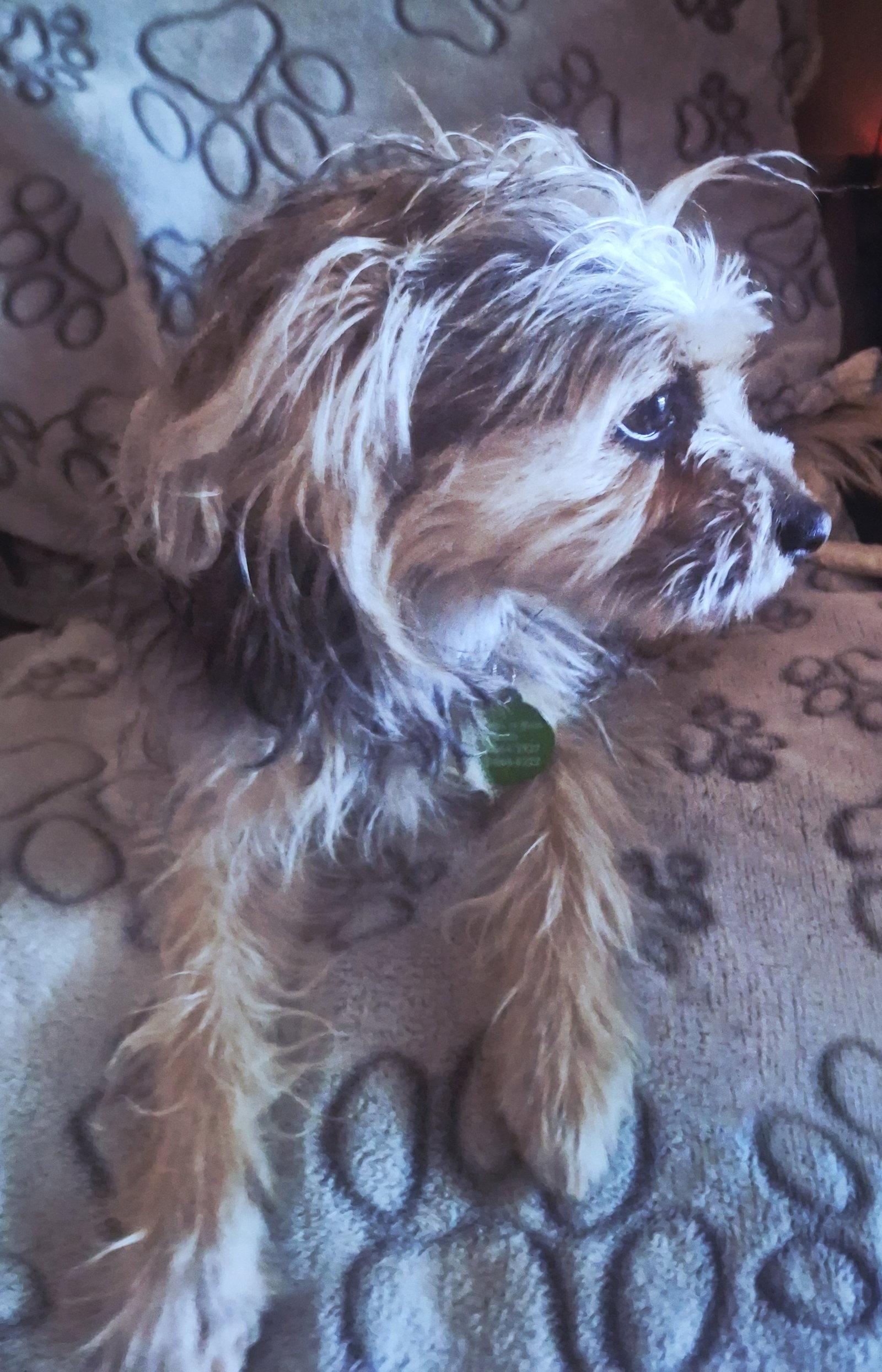Enlarge Sable, a Adoptable Terrier in Colorado Springs, CO image 2/3