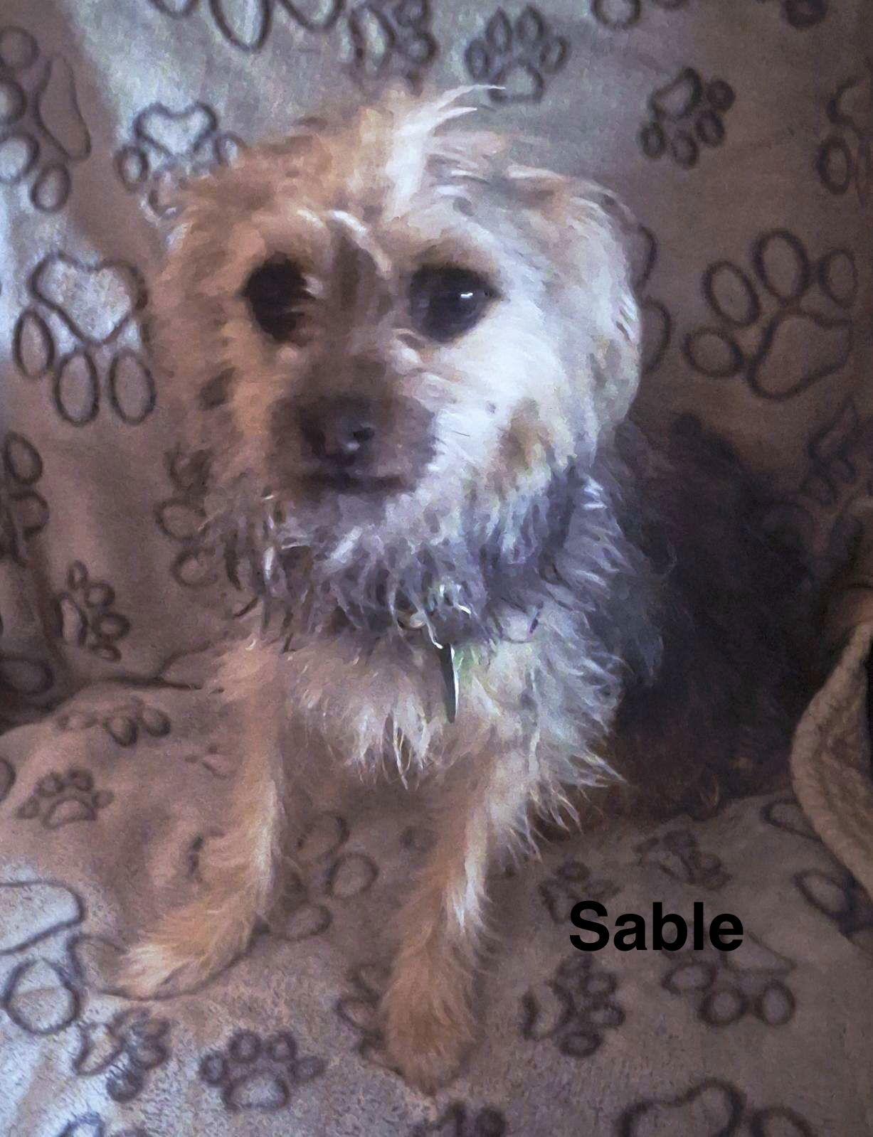 Sable, Adoptable, Adult Female Yorkshire Terrier.