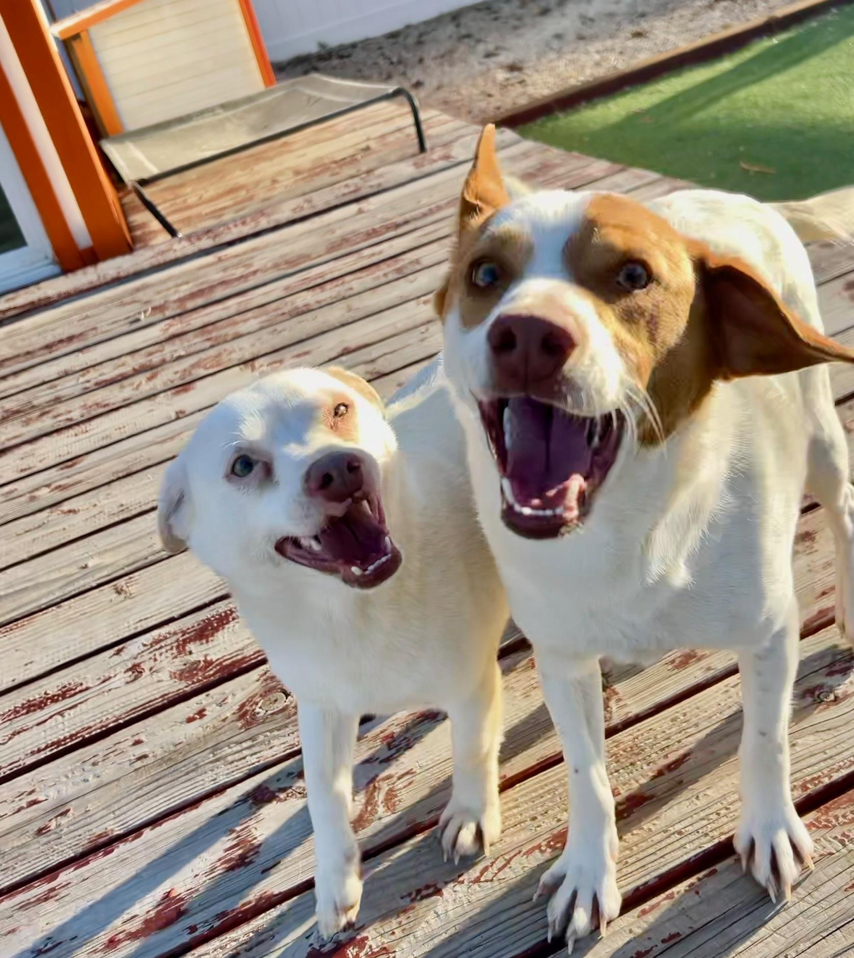 Beagle Bailey, a Adoptable mixed breed in Bakersfield, CA image 1/6