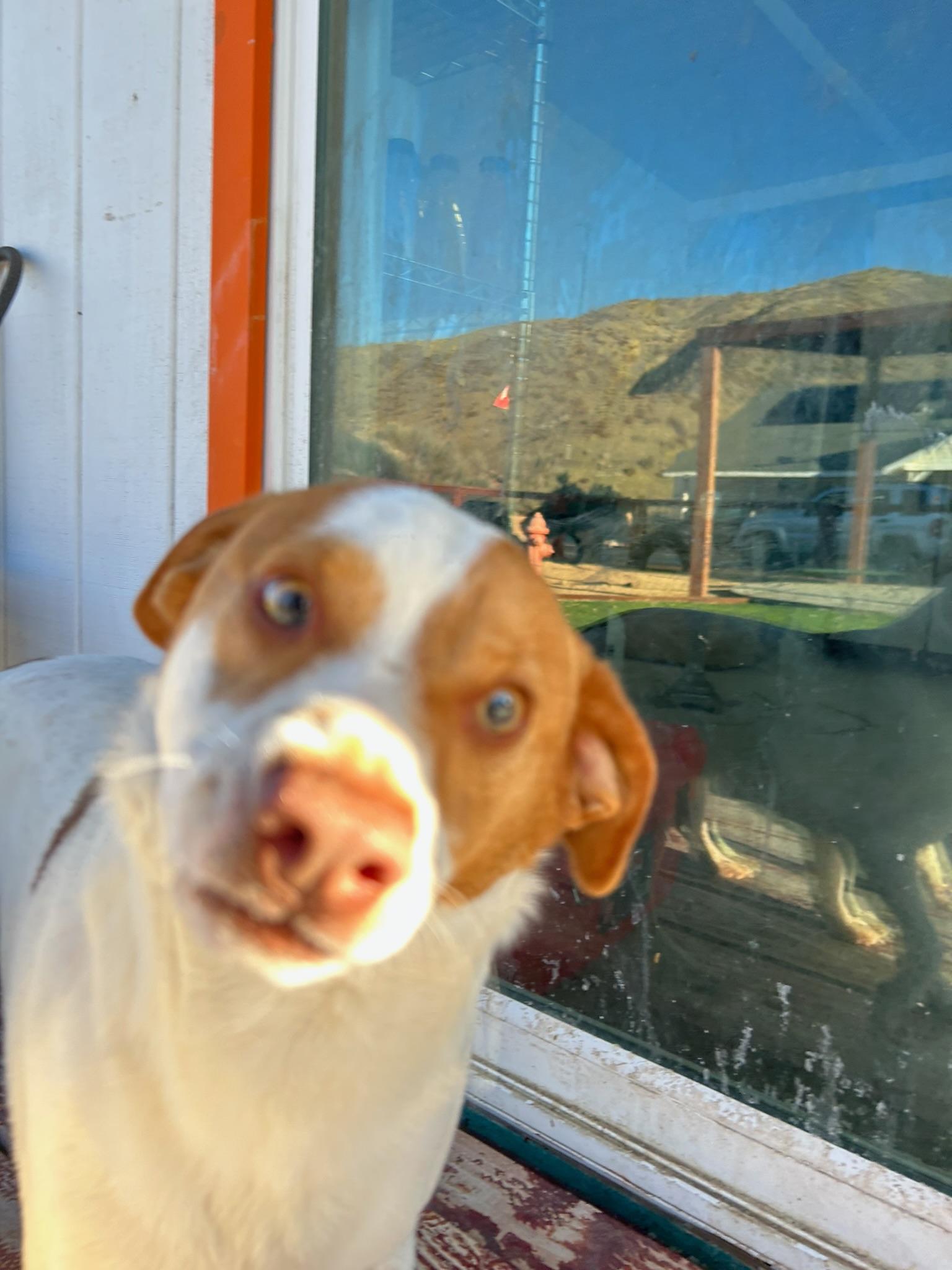 Beagle Bailey, a Adoptable mixed breed in Bakersfield, CA image 2/6