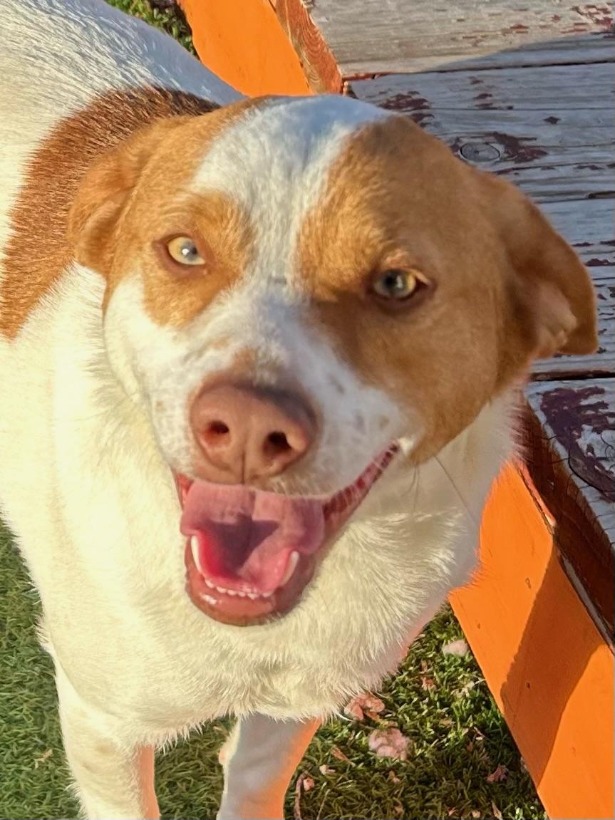 Beagle Bailey, a Adoptable mixed breed in Bakersfield, CA image 3/6