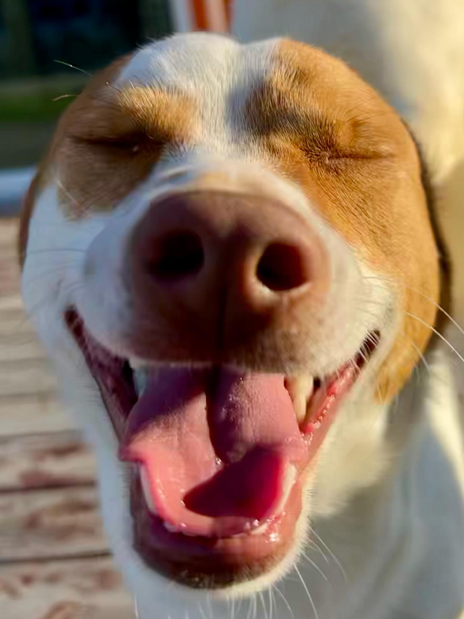 Beagle Bailey, a Adoptable mixed breed in Bakersfield, CA image 4/6