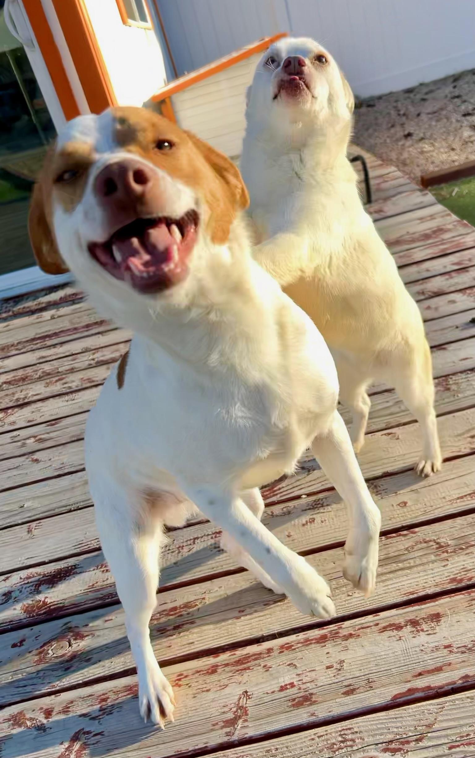 Beagle Bailey, a Adoptable mixed breed in Bakersfield, CA image 5/6