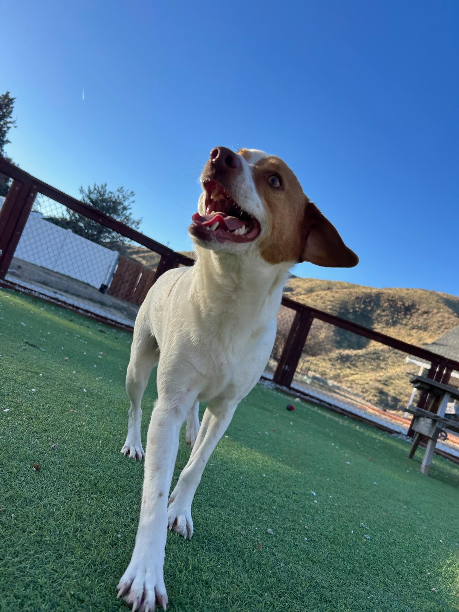 Beagle Bailey, a Adoptable mixed breed in Bakersfield, CA image 6/6