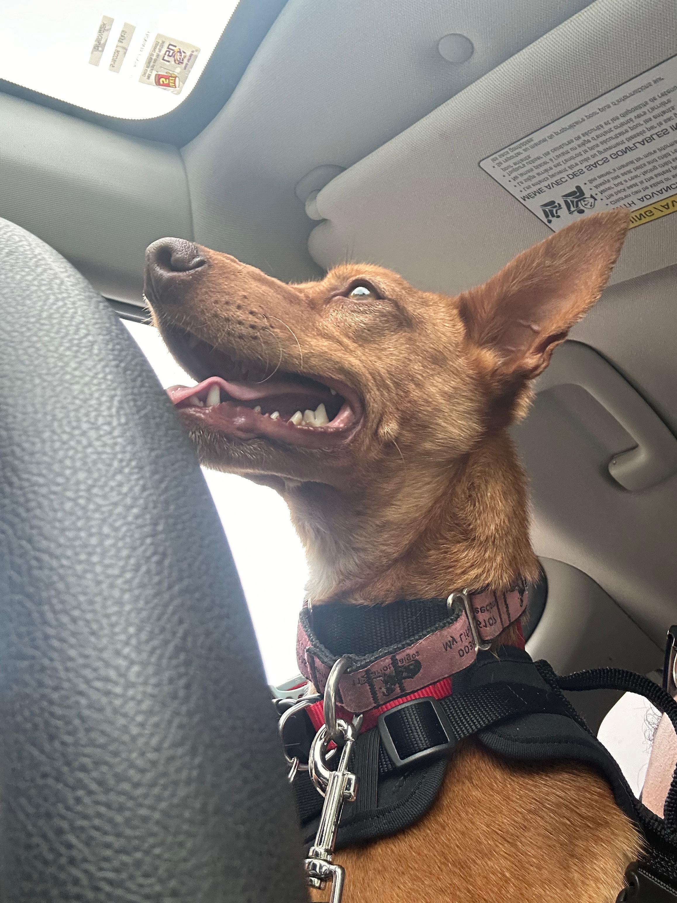 Enlarge Rufy, an adopted Portuguese Podengo in Winter Park, FL image 4/5