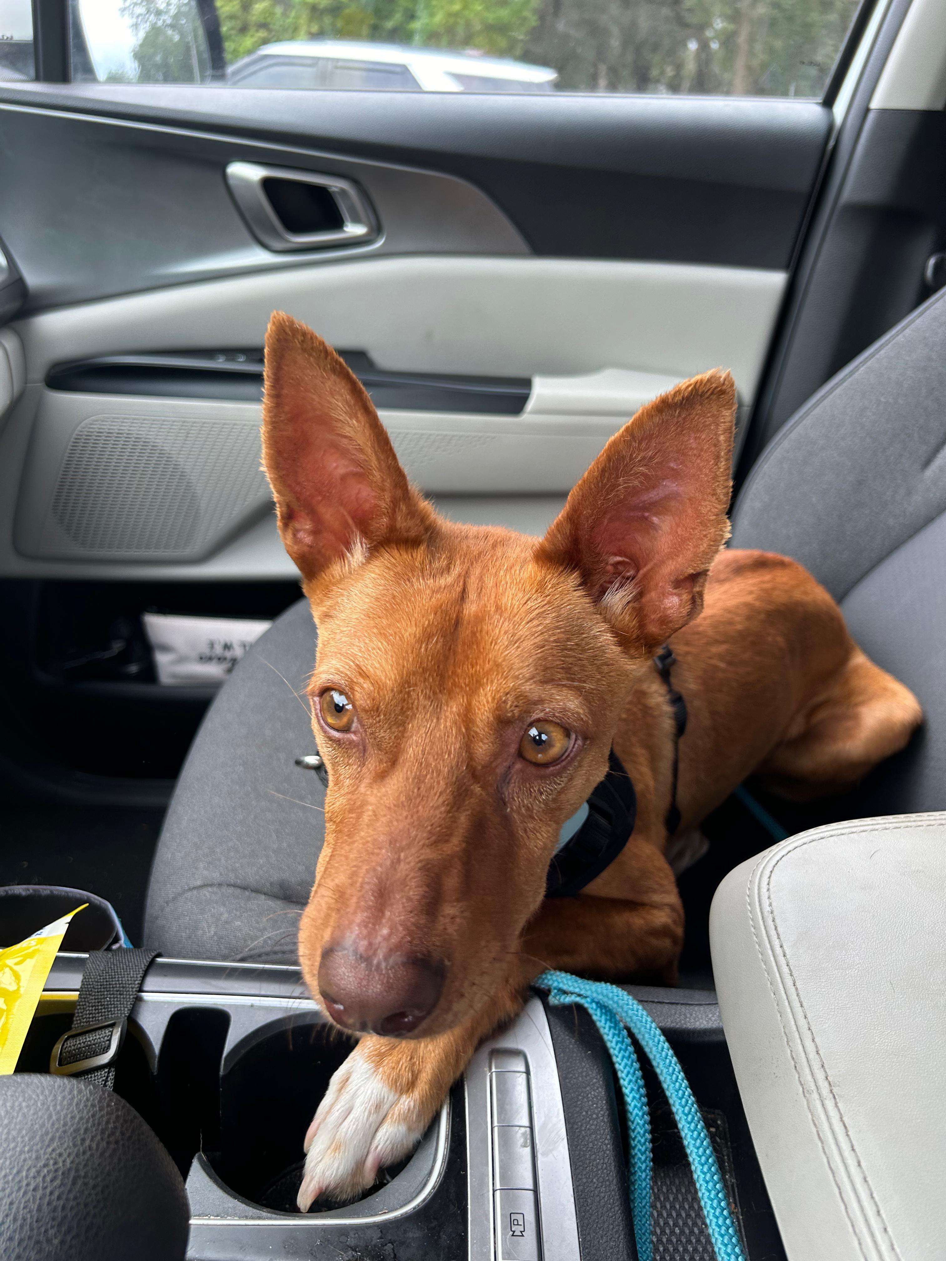 Rufy, ADOPTABLE, Young Male Portuguese Podengo.