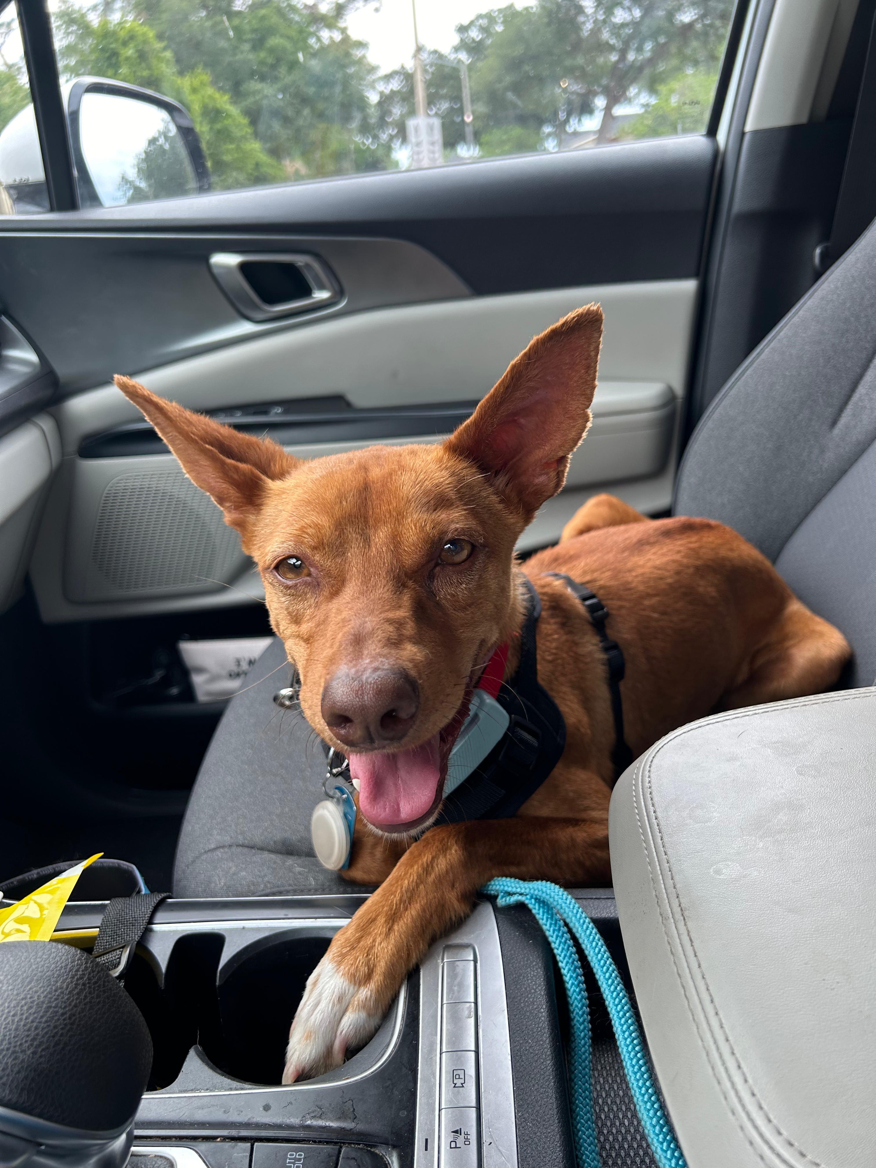 Enlarge Rufy, an adopted Portuguese Podengo in Winter Park, FL image 2/5