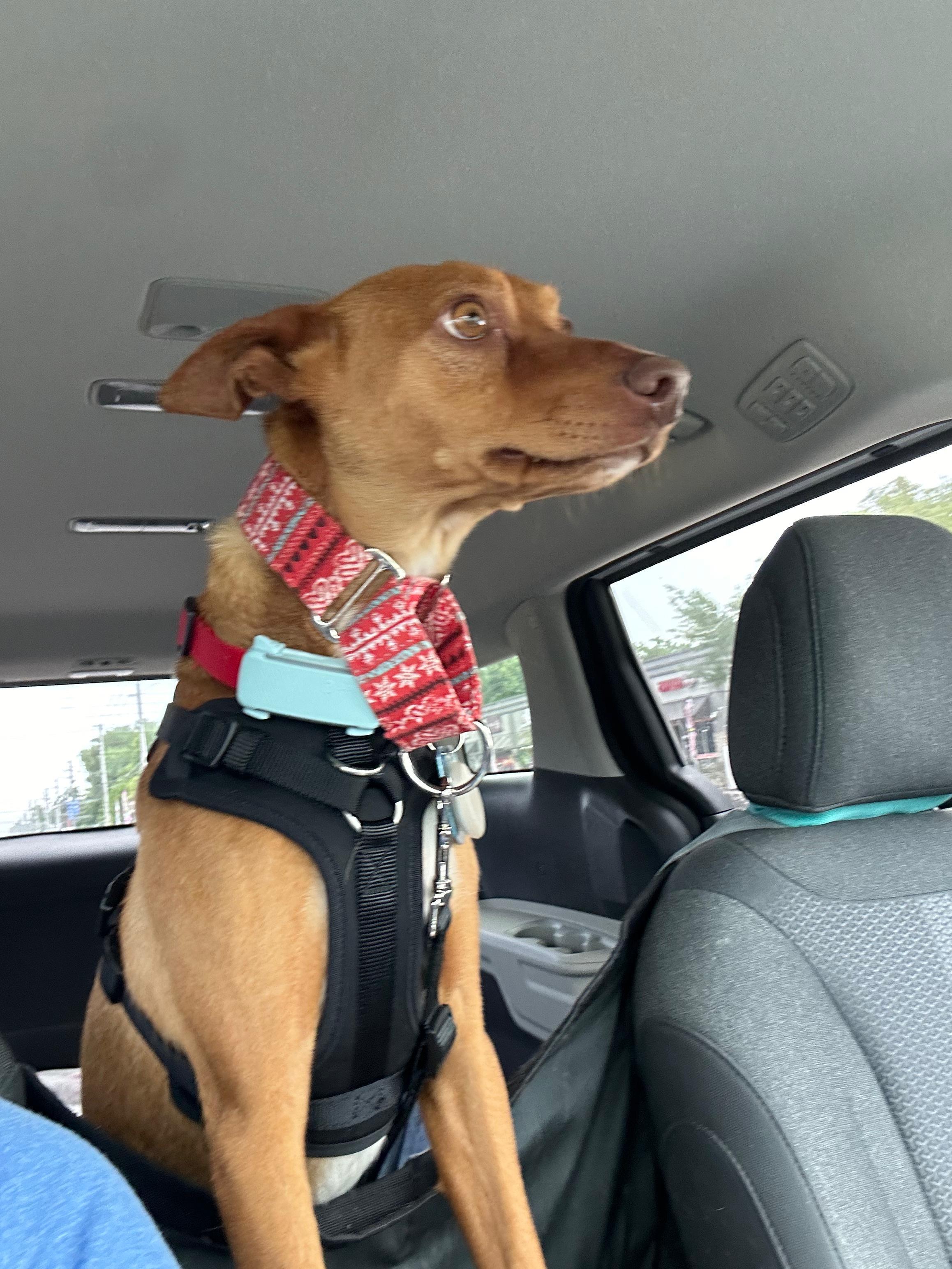 Enlarge Rufy, an adopted Portuguese Podengo in Winter Park, FL image 3/5