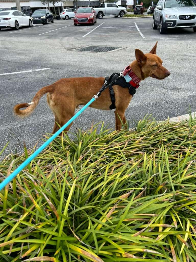 Enlarge Rufy, an adopted Portuguese Podengo in Winter Park, FL image 5/5