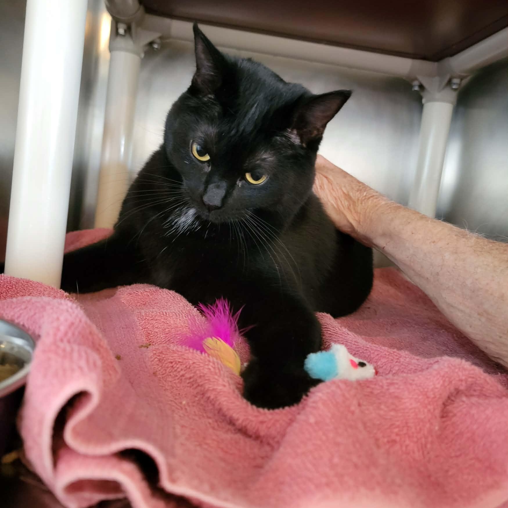 Manon , an adopted Domestic Short Hair in Myrtle Beach, SC image 3/4