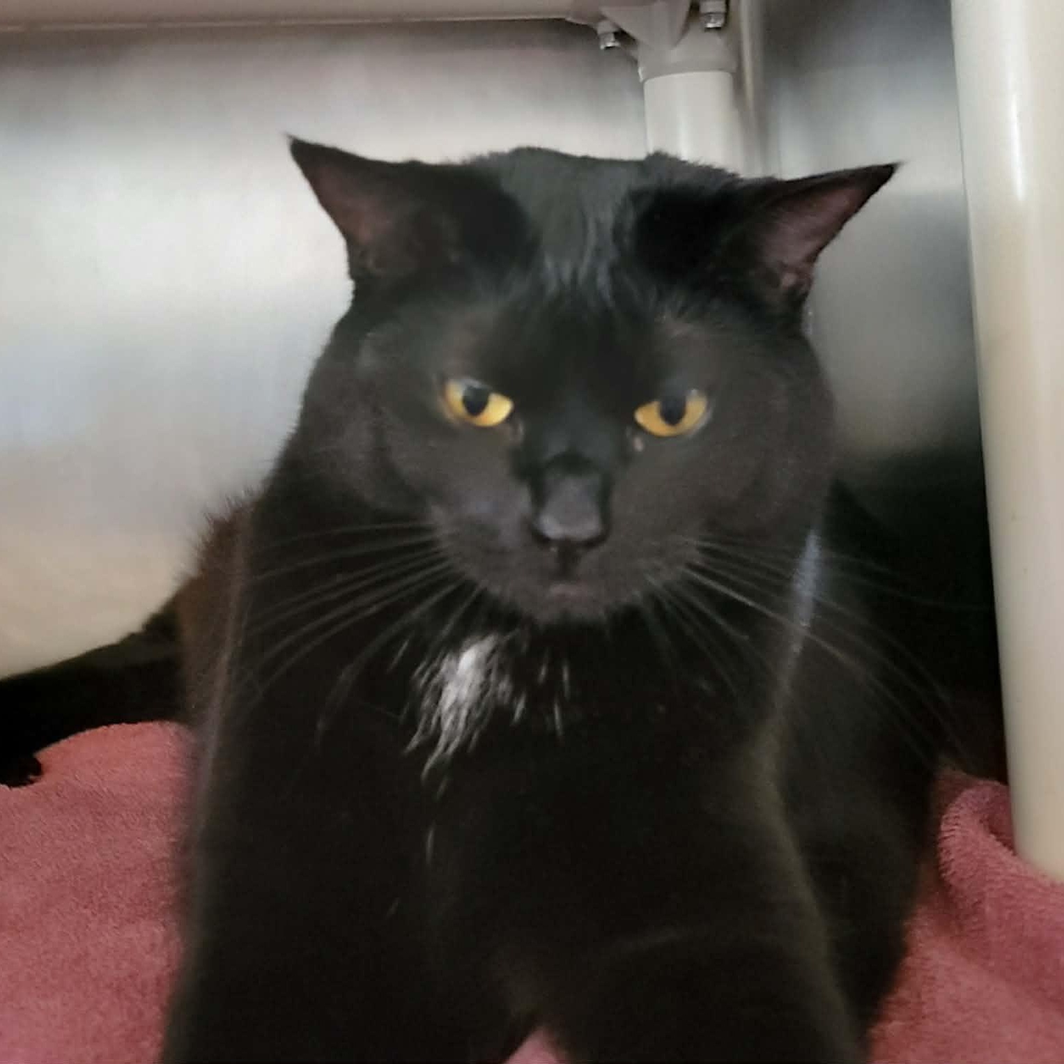 Manon , adopted, Adult Female Domestic Short Hair.