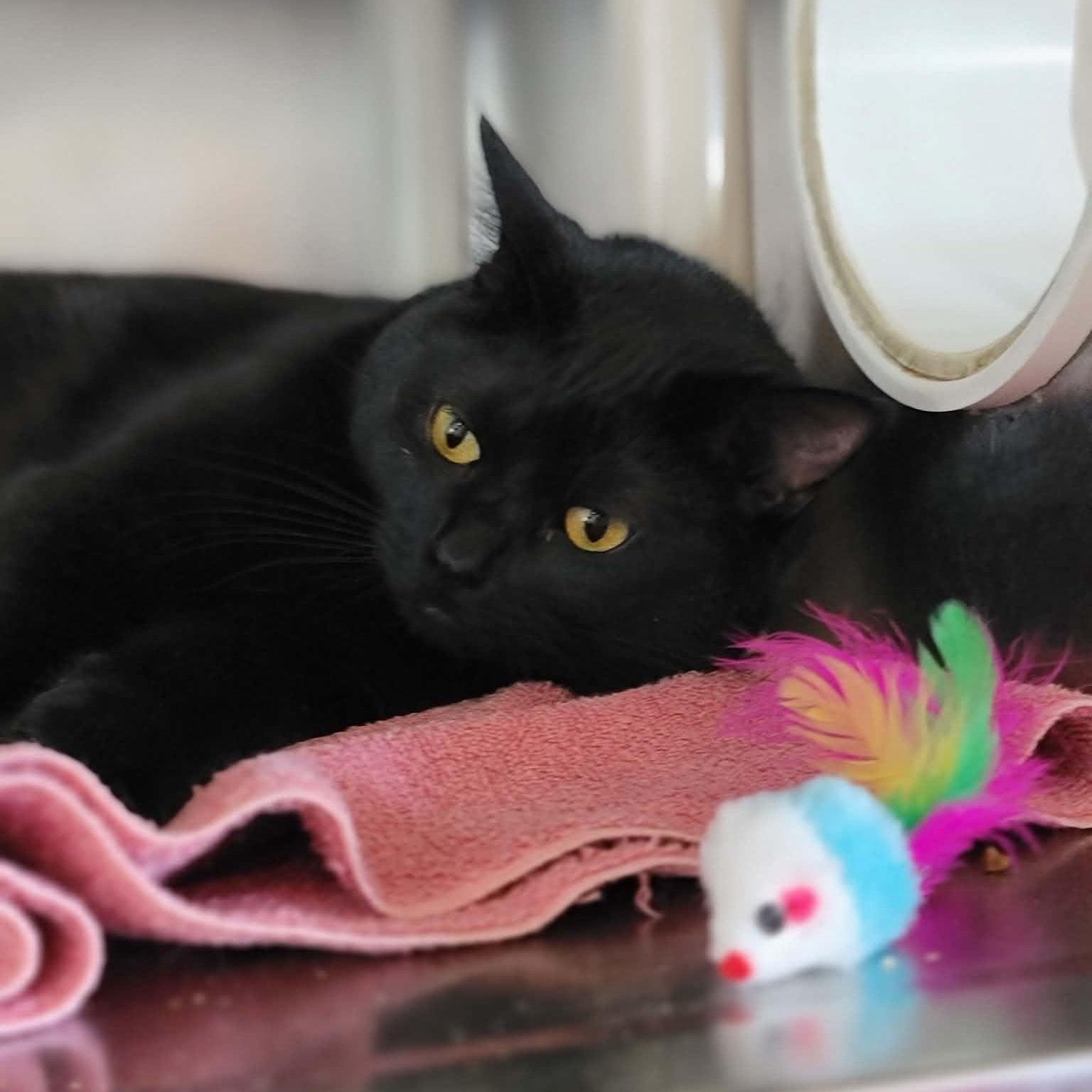 Manon , an adopted Domestic Short Hair in Myrtle Beach, SC image 2/4