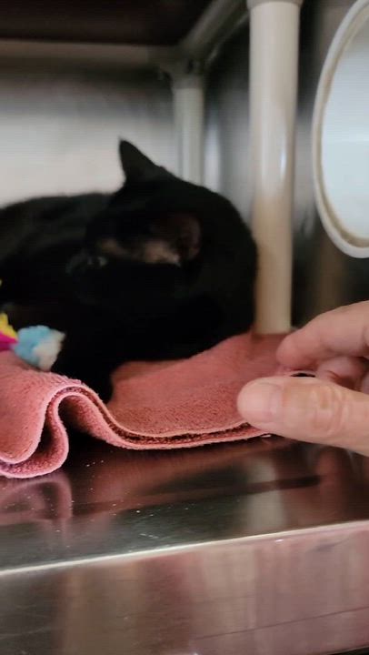Enlarge Manon , an adopted Domestic Short Hair in Myrtle Beach, SC video 4/4