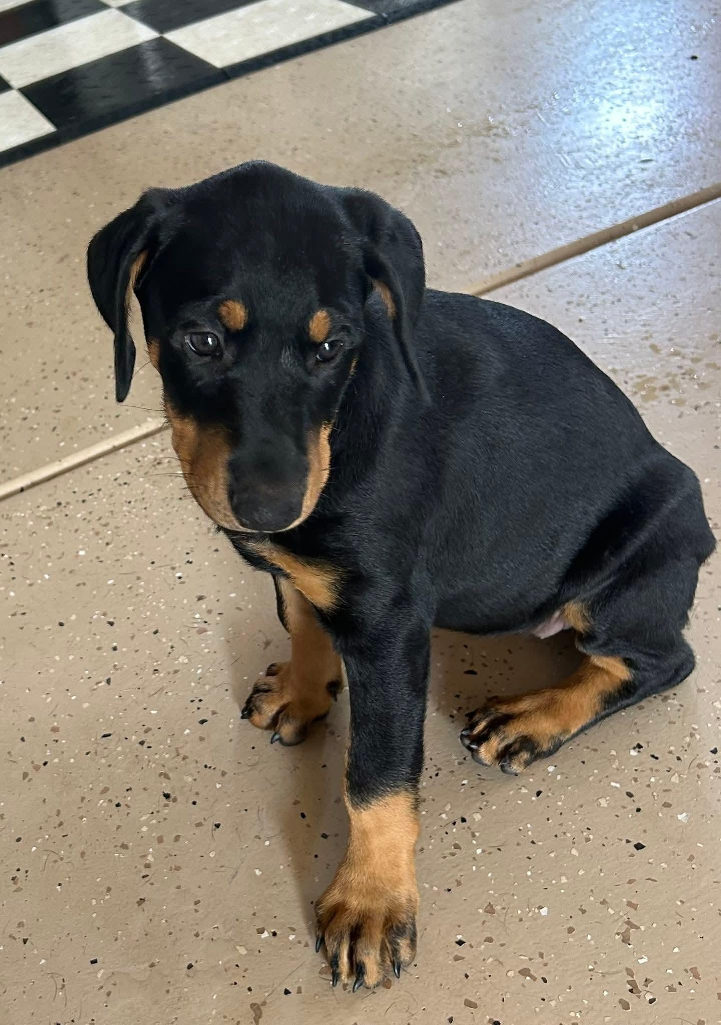 Babies, Adopted, Puppy Female Doberman Pinscher.