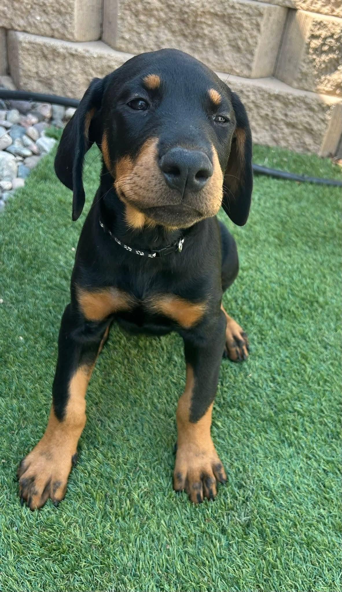 Enlarge Babies, a Adopted Doberman Pinscher in Spring Valley, CA image 2/2