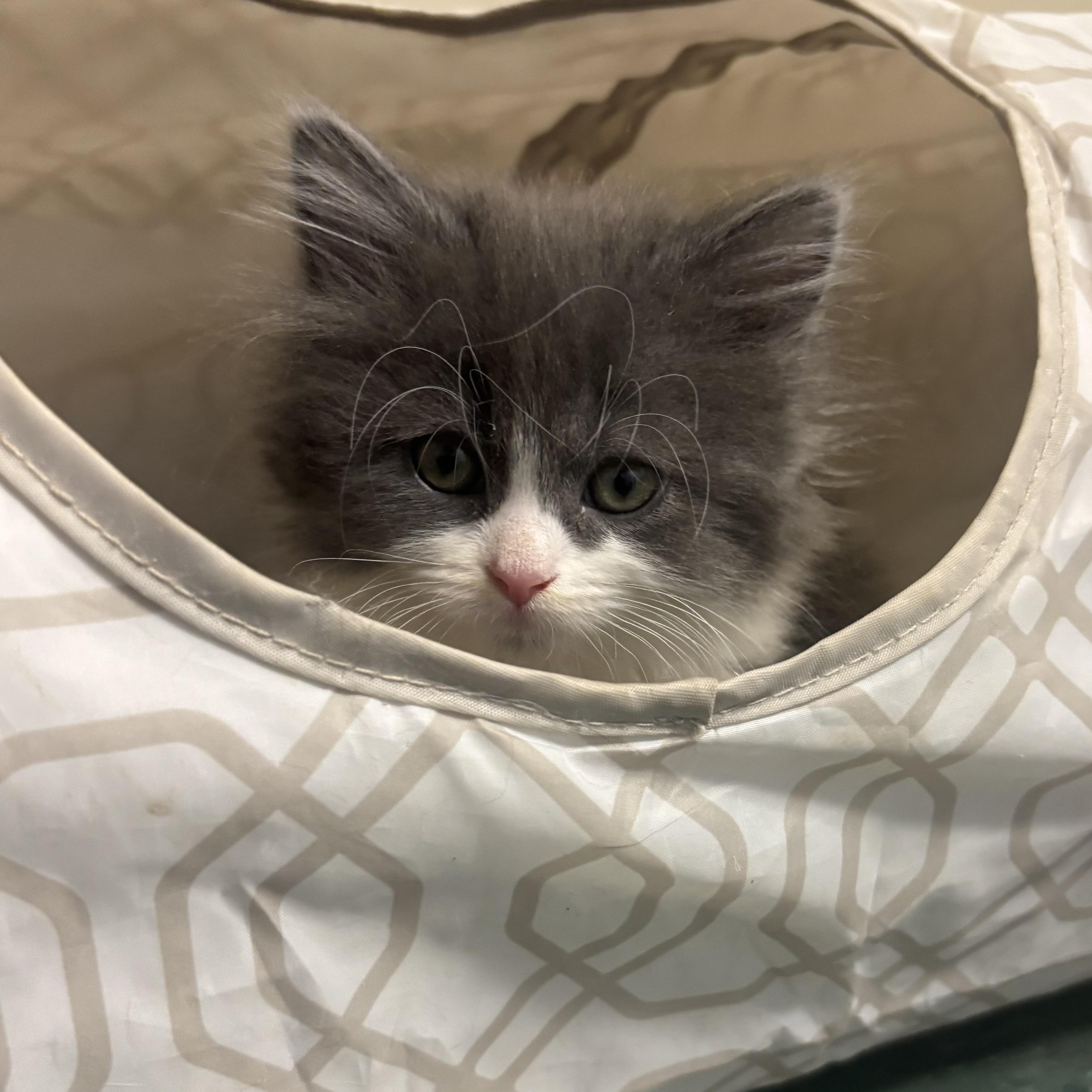 Enlarge Poppie, an adopted Domestic Long Hair in Waynesburg, PA image 4/4