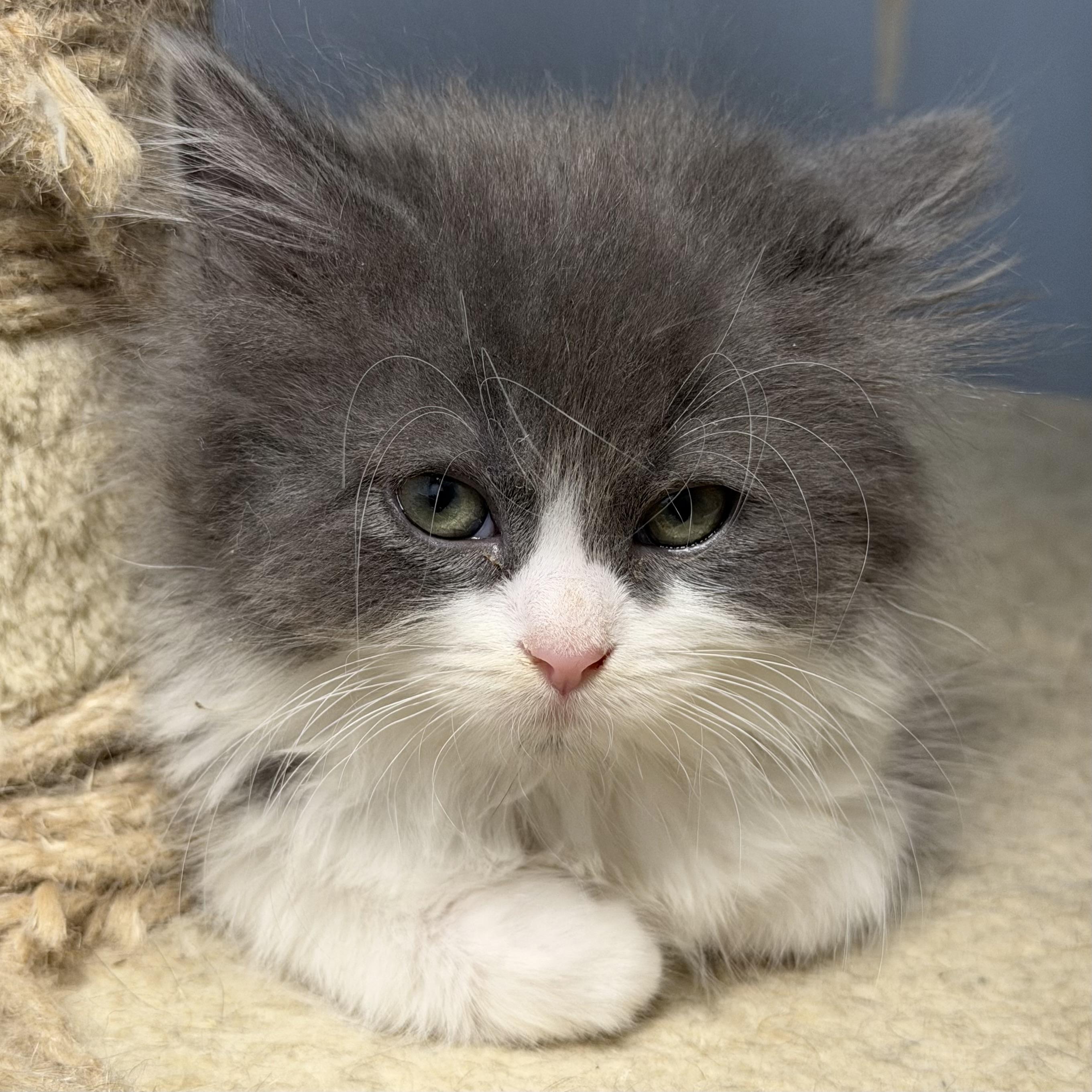 Enlarge Poppie, an adopted Domestic Long Hair in Waynesburg, PA image 3/4