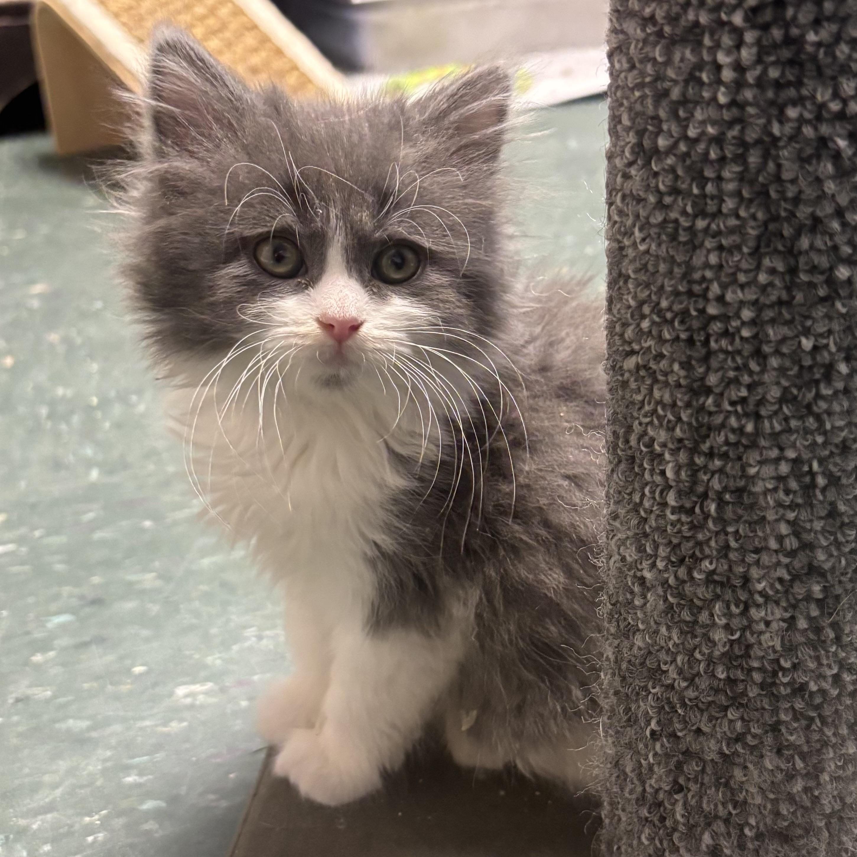 Enlarge Poppie, an adopted Domestic Long Hair in Waynesburg, PA image 1/4