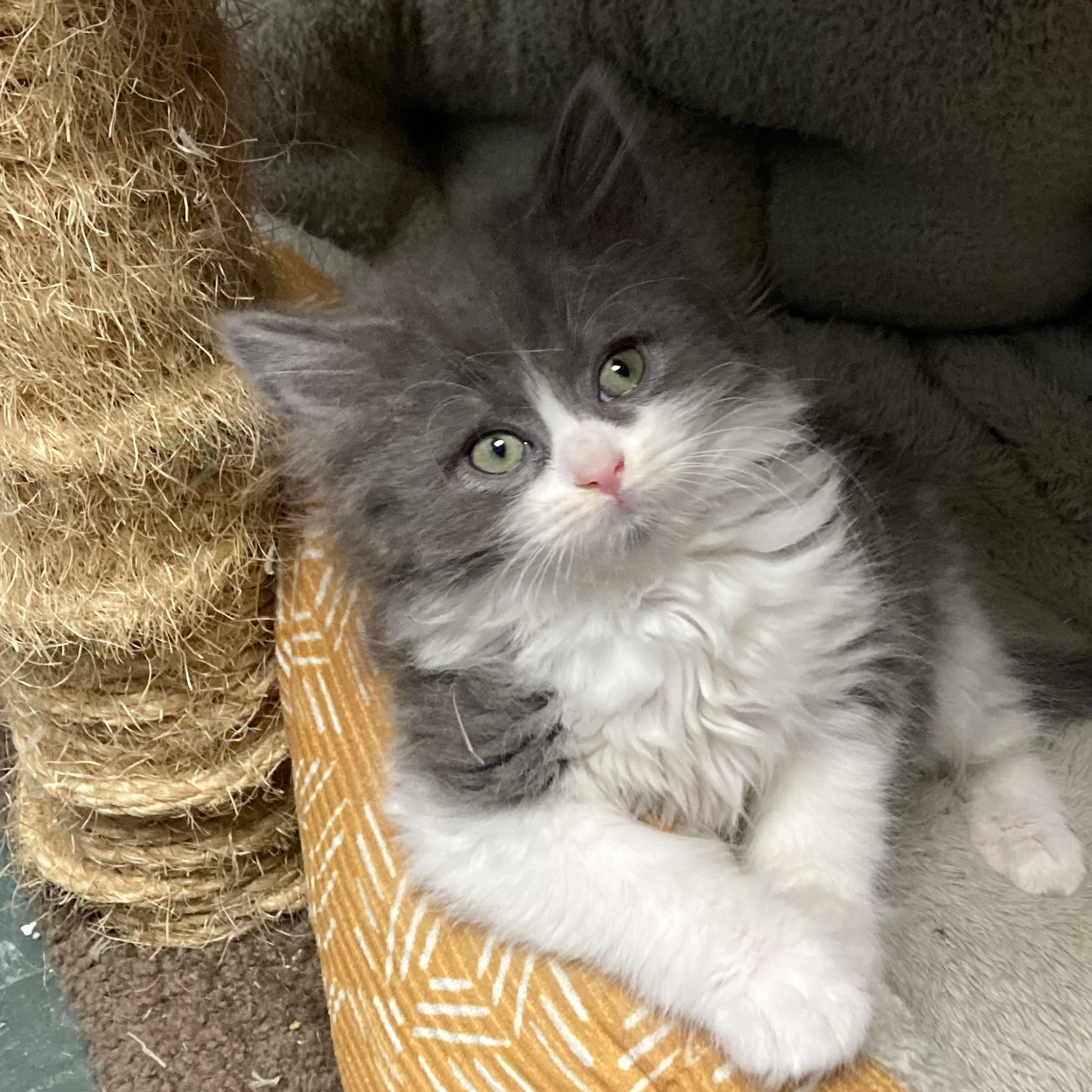 Enlarge Poppie, an adopted Domestic Long Hair in Waynesburg, PA image 2/4