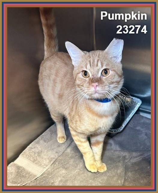 Enlarge PUMPKIN, a Adopted mixed breed in Marietta, GA image 5/5