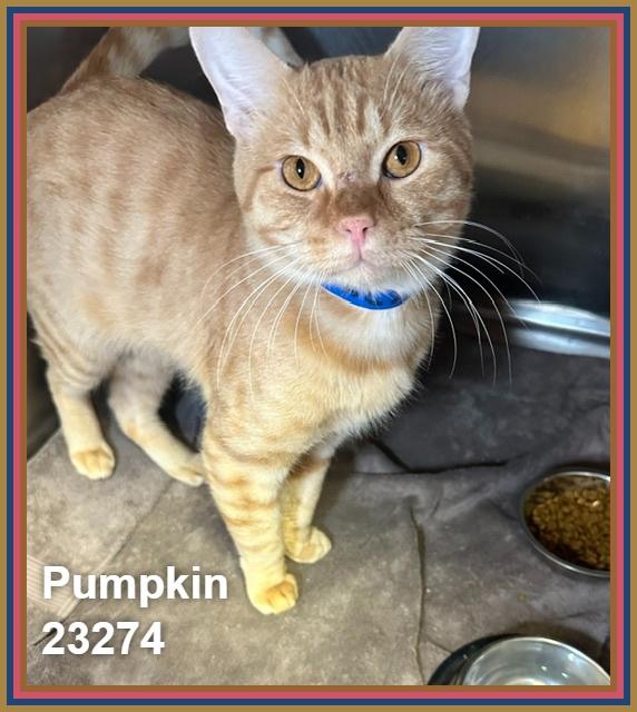 PUMPKIN, Adopted, Young Male Domestic Short Hair & Tabby.