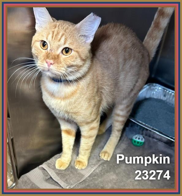Enlarge PUMPKIN, a Adopted mixed breed in Marietta, GA image 2/5
