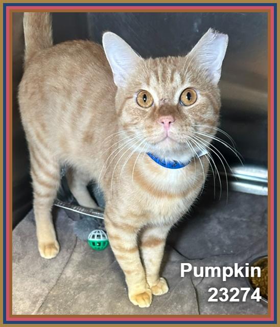 Enlarge PUMPKIN, a Adopted mixed breed in Marietta, GA image 3/5