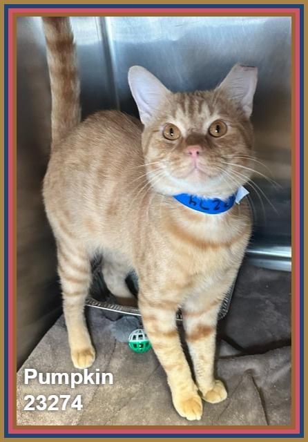Enlarge PUMPKIN, a Adopted mixed breed in Marietta, GA image 4/5