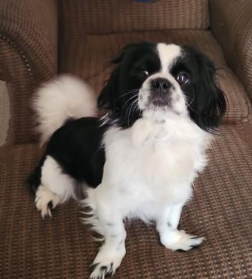 Stevie, Adult Male Japanese Chin