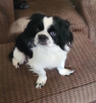 Stevie, a Adoptable mixed breed in Texarkana, TX image 2/4