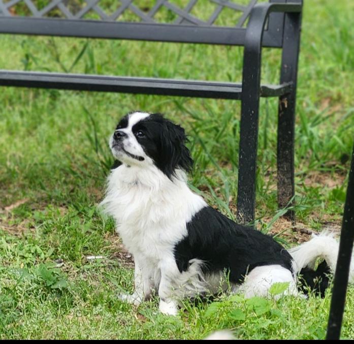 Stevie, a Adoptable mixed breed in Texarkana, TX image 3/4