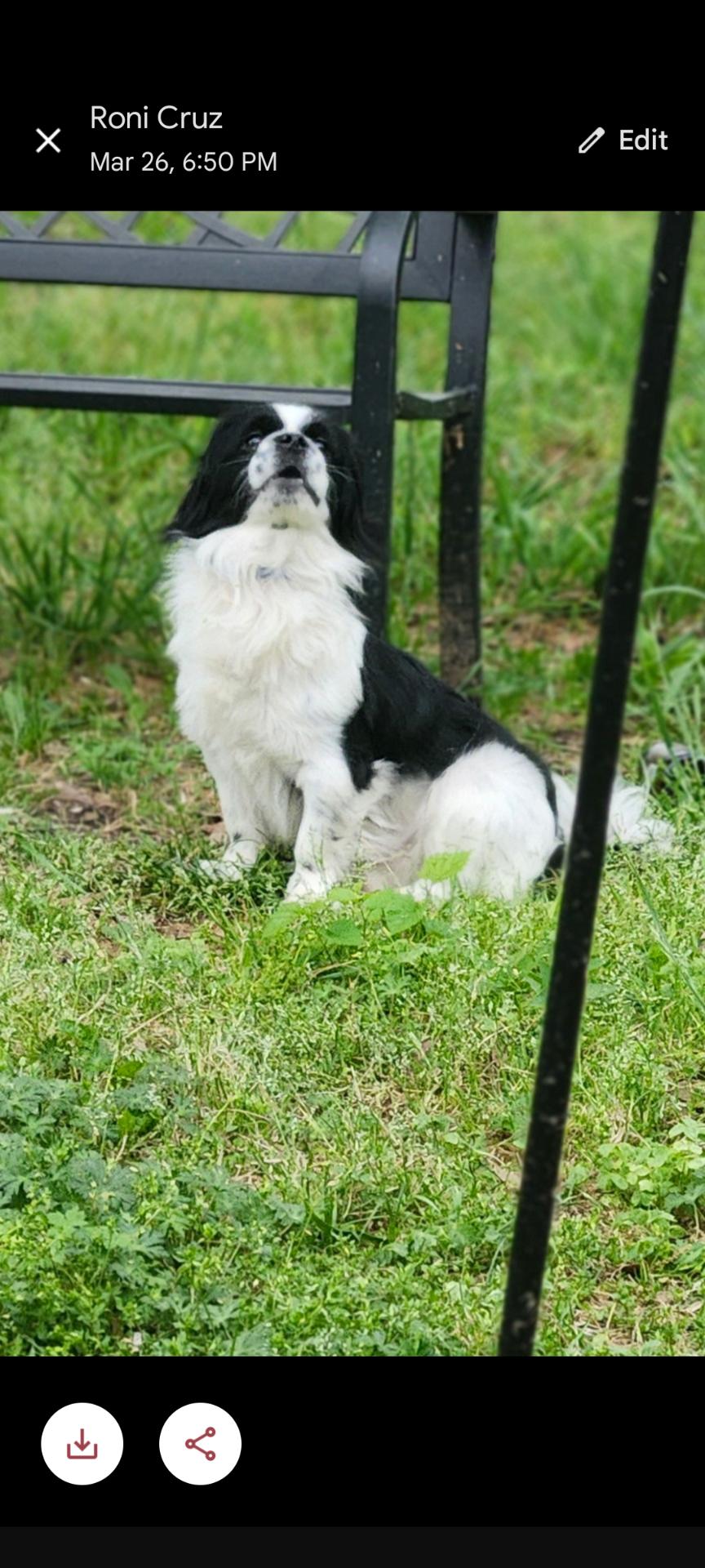 Stevie, a Adoptable mixed breed in Texarkana, TX image 4/4