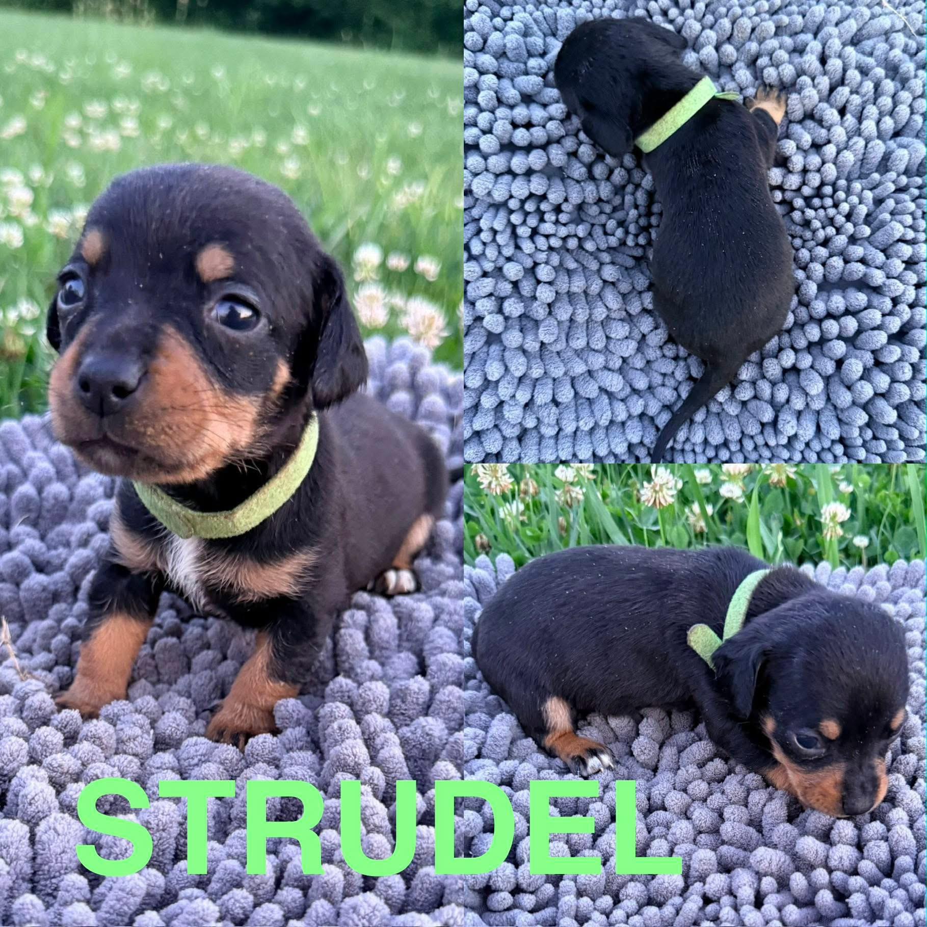 Enlarge Strudel, an adopted mixed breed in Spring hill, TN image 2/3