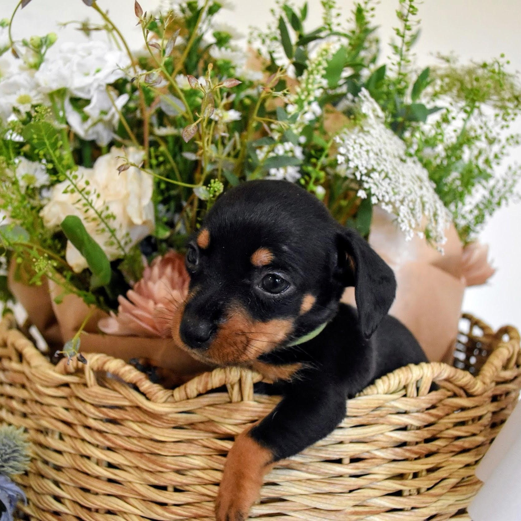 Enlarge Strudel, an adopted mixed breed in Spring hill, TN image 3/3