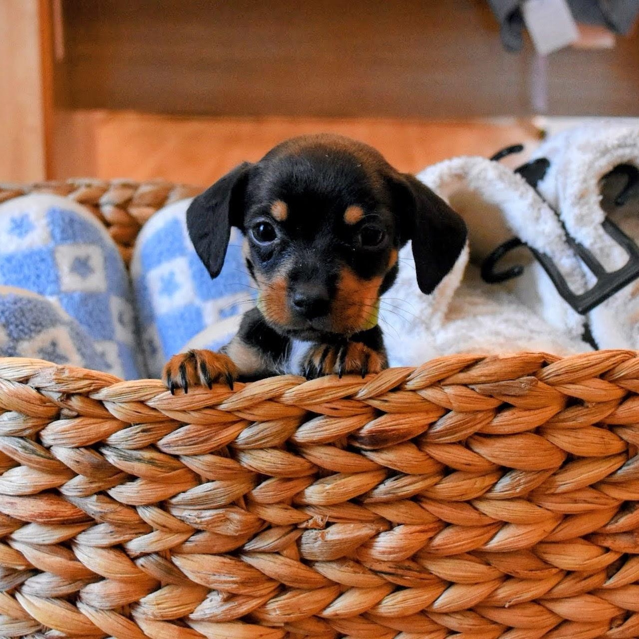 Enlarge Strudel, an adopted mixed breed in Spring hill, TN image 1/3