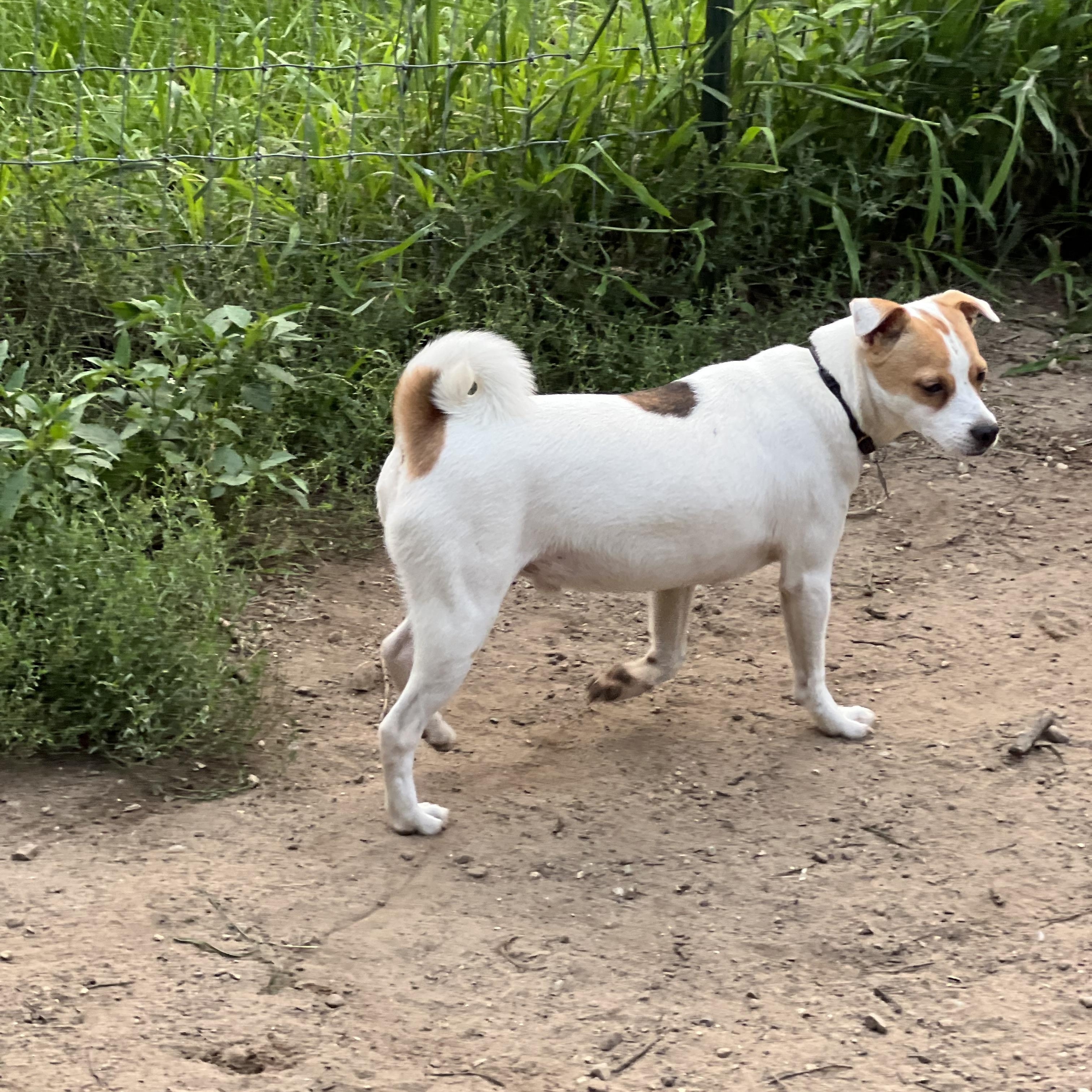 Badlands - 2306, Adopted, Young Male Jack Russell Terrier.