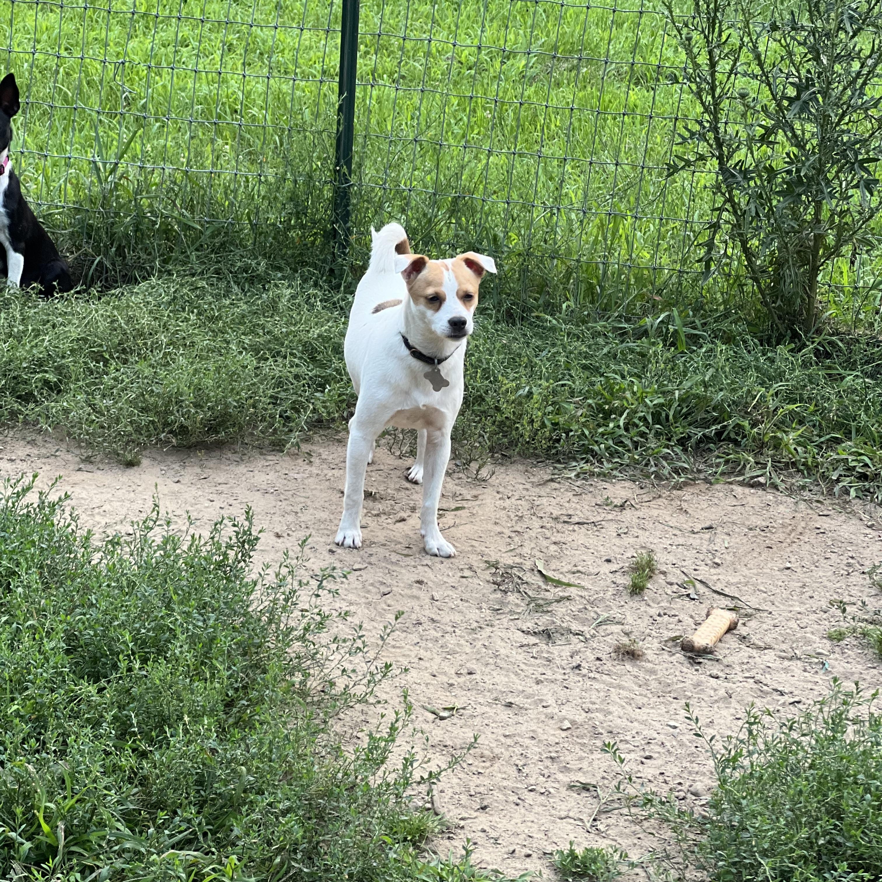 Badlands - 2306, a Adopted Jack Russell Terrier in Holly, MI image 2/2