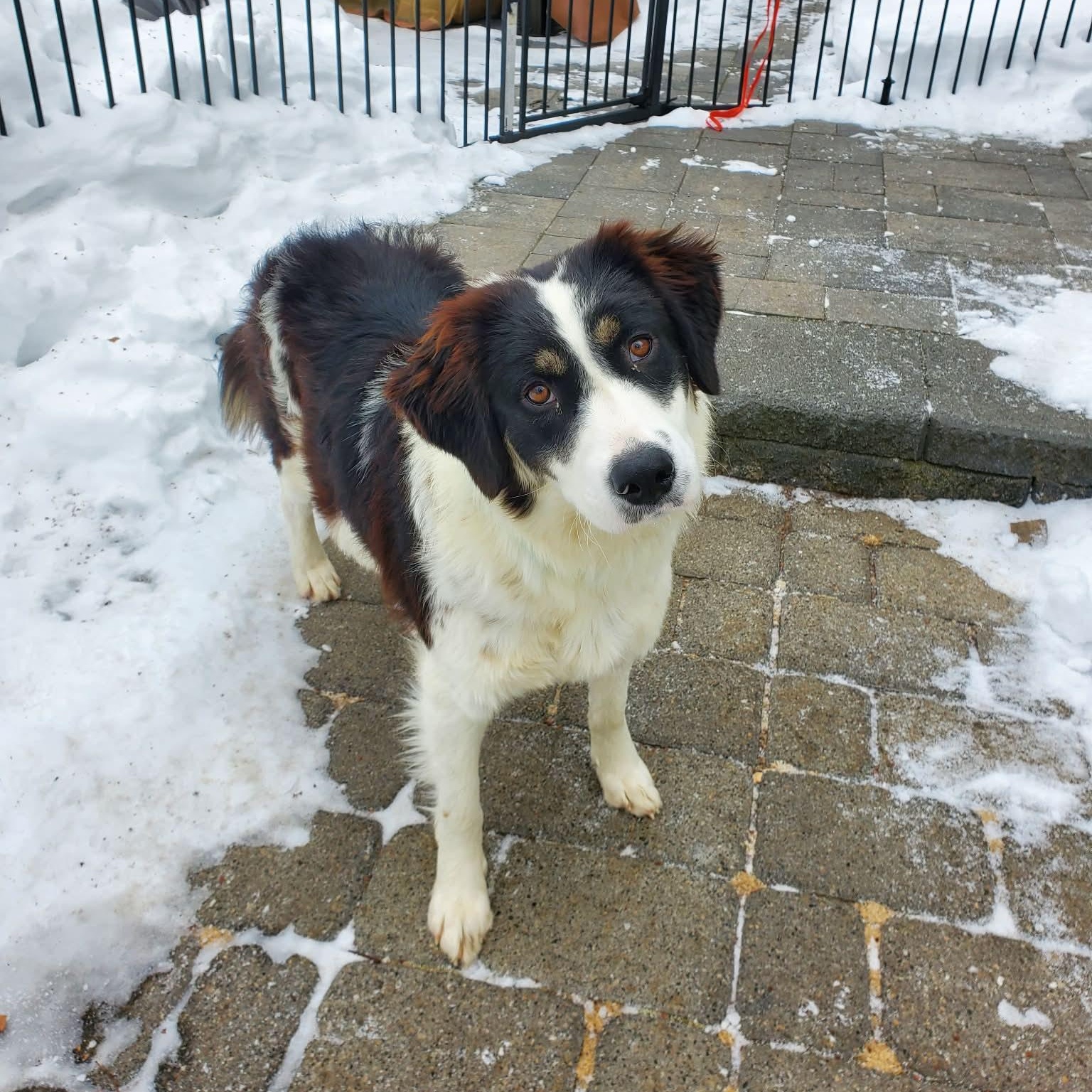Enlarge Bailey , a Adoptable mixed breed in Blairstown, NJ image 2/5