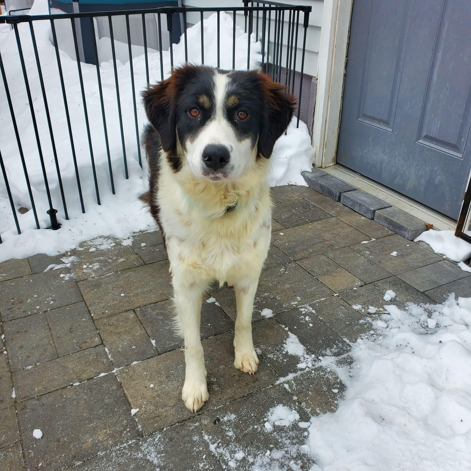 Enlarge Bailey , a Adoptable mixed breed in Blairstown, NJ image 3/5