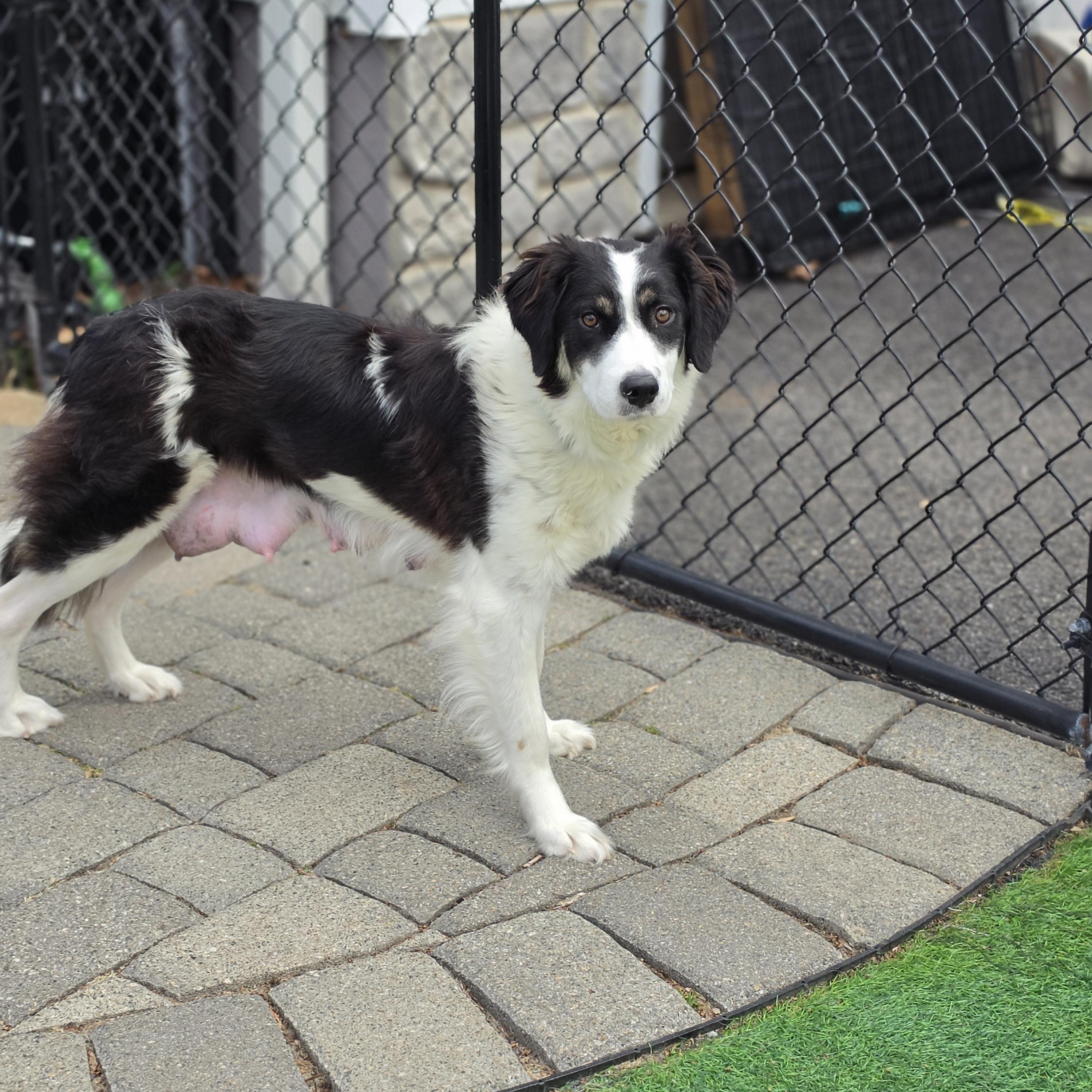 Enlarge Bailey , a Adoptable mixed breed in Blairstown, NJ image 4/5