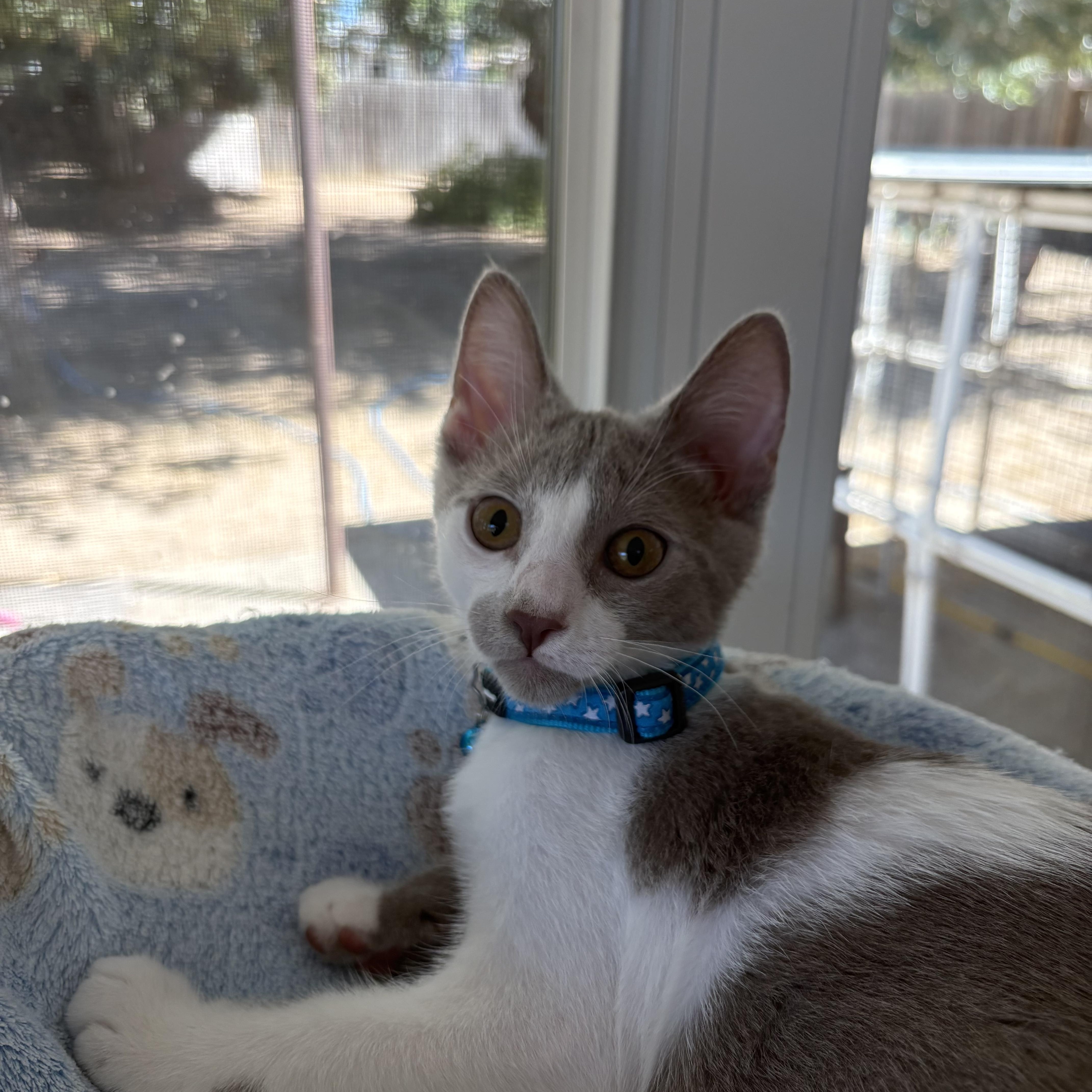 Enlarge Parker, a Adopted Domestic Short Hair in Oakley, CA image 2/2
