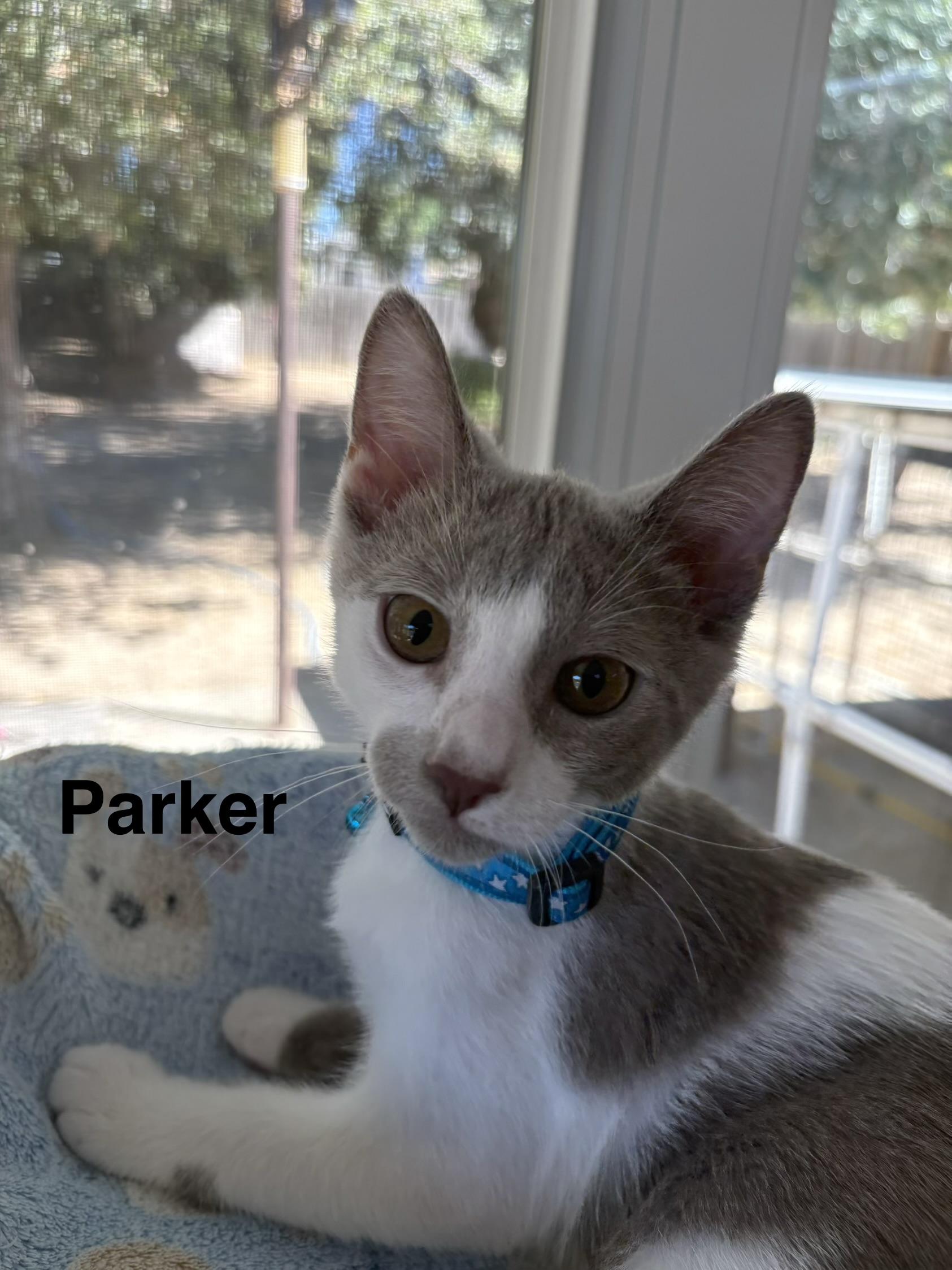 Enlarge Parker, a Adopted Domestic Short Hair in Oakley, CA image 1/2